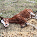 Günlerdir aç susuz bir şekilde ayağa kalkmaya çalışıyorlar: İstanbul'a atların içler acısı hali yürek burktu