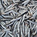 Hamsinin kasası bir günde 150 lira fark atabiliyor