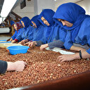 Fındık ihracatında rekora koşuyoruz