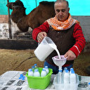 Kilosu 100 TL olan deve sütüne yoğun talep