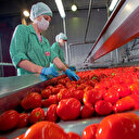 Domates ihracatta rekor kırdı