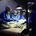 Balık varlığında şok düşüş!