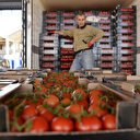 Rusya'nın domates kararı sevindirdi
