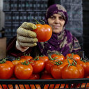 Domateste kota isyanı: 50 bini 3 ayda harcarız