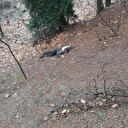 Başlık parasıyla evlendirildi, çocuklarının gözü önünde kafası taşla ezildi