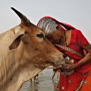 Hint politikacılardan koronavirüs ile mücadele için iğrenç öneri: İnek idrarı