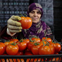 Türk domatesi Rusya vizesini kaptı: İhracat yeniden başlıyor