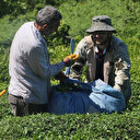 Gürcistan’da Koronavirüs görüldü Rizeliler tedirgin oldu: Çayı kim toplayacak?