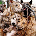 Çinli yemek şirketi saçmaladı: Koronavirüse karşı insanları köpek eti yemeye çağırdı