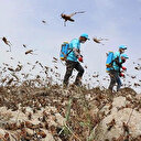 Uzmanlardan rahatlatan açıklama: Çekirge istilası Türkiye'yi teğet geçecek