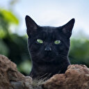 Belçika’da kediye sahibinden koronavirüs bulaştı