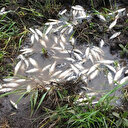 Buğday tarlasını basan sel sularında balık avladılar