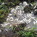 Buğday tarlasını basan sel sularında balık avladılar