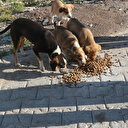 Aç kalan sokak hayvanları için harekete geçtiler: 2 ton mama dağıtıldı