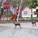 Sokakların boş kaldığı ilçe yine yaban keçilerine kaldı