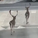 Fransa'da boş kalan sokaklarda halk yerine geyikler gezdi