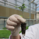 İthal tohum dönemi bitiyor: Paranız olsa bile alamayacaksınız