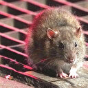 ABD'de fare istilası tehlikesi: Aç kalan fareler New York ve Lon Angeles'ı akın edebilir