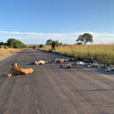 Koronavirüs nedeniyle boşalan yollar aslanlara kaldı