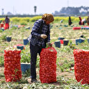 Sokağa çıkma kısıtlamasından muaflar: Herkes evinde tarım işçileri soğan tarlasında