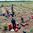 Herkes evinde tarım işçileri soğan tarlasında