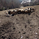 Aç kurtlar 15 küçükbaş hayvanı parçaladı