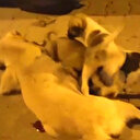 Vahşice öldürülen annelerini emmeye çalışan yavru köpekler duygulandırdı