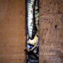 Hakkari'de 6 kişilik aile evlerine giren yılanlar nedeniyle zor günler geçiriyorlar