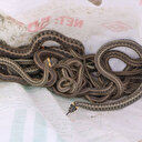 Korktukları için terk ettikleri evlerinden 20 yılan daha çıktı