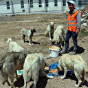 İnşaat işçisi genç korona günlerinde sokak hayvanlarının can dostu oldu