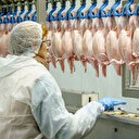 Tavuk eti üretimi yüzde 10,9 arttı