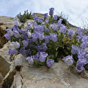 Bu çiçeği koparmanın cezası 73 bin lira