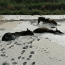 Aydın'ın Nazilli ilçesinde bataklığa saplanan 3 atı itfaiye ekibi kurtardı