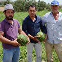 'Kesmece' hırsızlık: Karpuzları tek tek kesip, beğenerek çalmışlar