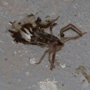 Kayseri'de 'sarıkız' cinsi örümcek tedirginliği: Akrep, kertenkele ve fareyle besleniyor