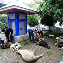“Koronavirüs bitsin” diye kurban kestiler