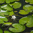 Bu çiçeği koparana 146 bin lira ceza