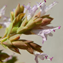 Kekiğin 8 yeni türü keşfedildi