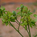 'Karagül' kentinin yeni gözdesi 'Yeşil gül': Üretilip tanıtılması için çalışma başlatıldı