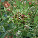 'Karagül' kentinin yeni gözdesi 'Yeşil gül': Üretilip tanıtılması için çalışma başlatıldı