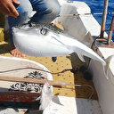 Balon balığının çıkardığı ses şaşırttı: Kayalık bölgelerde deniz ayakkabılarınızı giyin