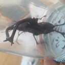 'Böceklerin kralı' olarak bilinen ve nadir görülen geyik böceği Osmaniye ve Çanakkale'de ortaya çıktı