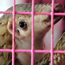 Çin geleneksel ilaç listesinden pangolin pullarını çıkardı