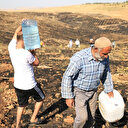 Batman’da 7 bin fıstık fidesi kül oldu