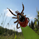 Uzmanlar İstanbulluları uyardı: Kenelerden Lyme hastalığı bulaşabilir