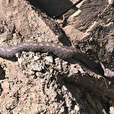 Sınırda görülen koca engerek yılanı korkuya neden oldu