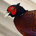 Keneyle mücadelede 600 sülün doğaya salınacak