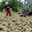 Aksaray'dan Rusya'ya gidiyor: Antibiyotik ilaçlarında kullanıyorlar