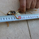 Diyarbakır'da dev çekirgeler paniğe neden oldu: Antenleri hesaba katılırsa 25 santimetreyi buluyor