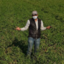 Türkiye’nin yüzde 40 salçalık ihtiyacını karşılayan ovadaki domatesler kurudu, bu yıl salça fiyatları tavan yapacak